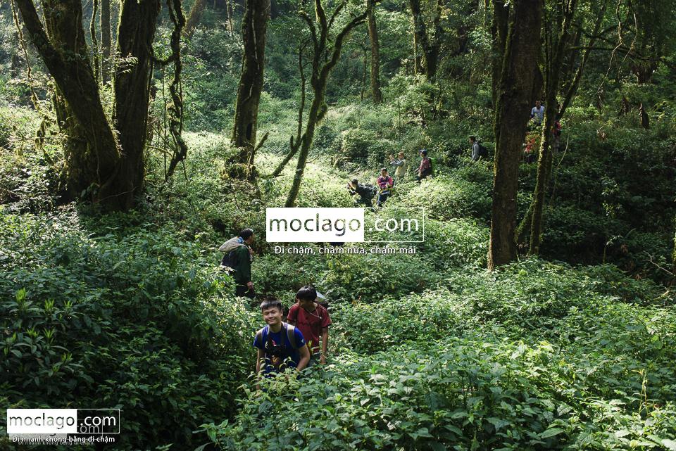 moclago putaleng 16 - Những đỉnh núi đẹp nhất Việt Nam| Phần 2| Putaleng khu rừng cổ tích ở Lai Châu