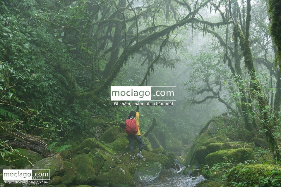 moclago putaleng 22 - Những đỉnh núi đẹp nhất Việt Nam| Phần 2| Putaleng khu rừng cổ tích ở Lai Châu