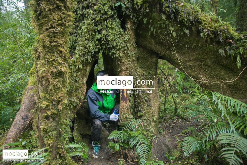 moclago putaleng 23 - Những đỉnh núi đẹp nhất Việt Nam| Phần 2| Putaleng khu rừng cổ tích ở Lai Châu
